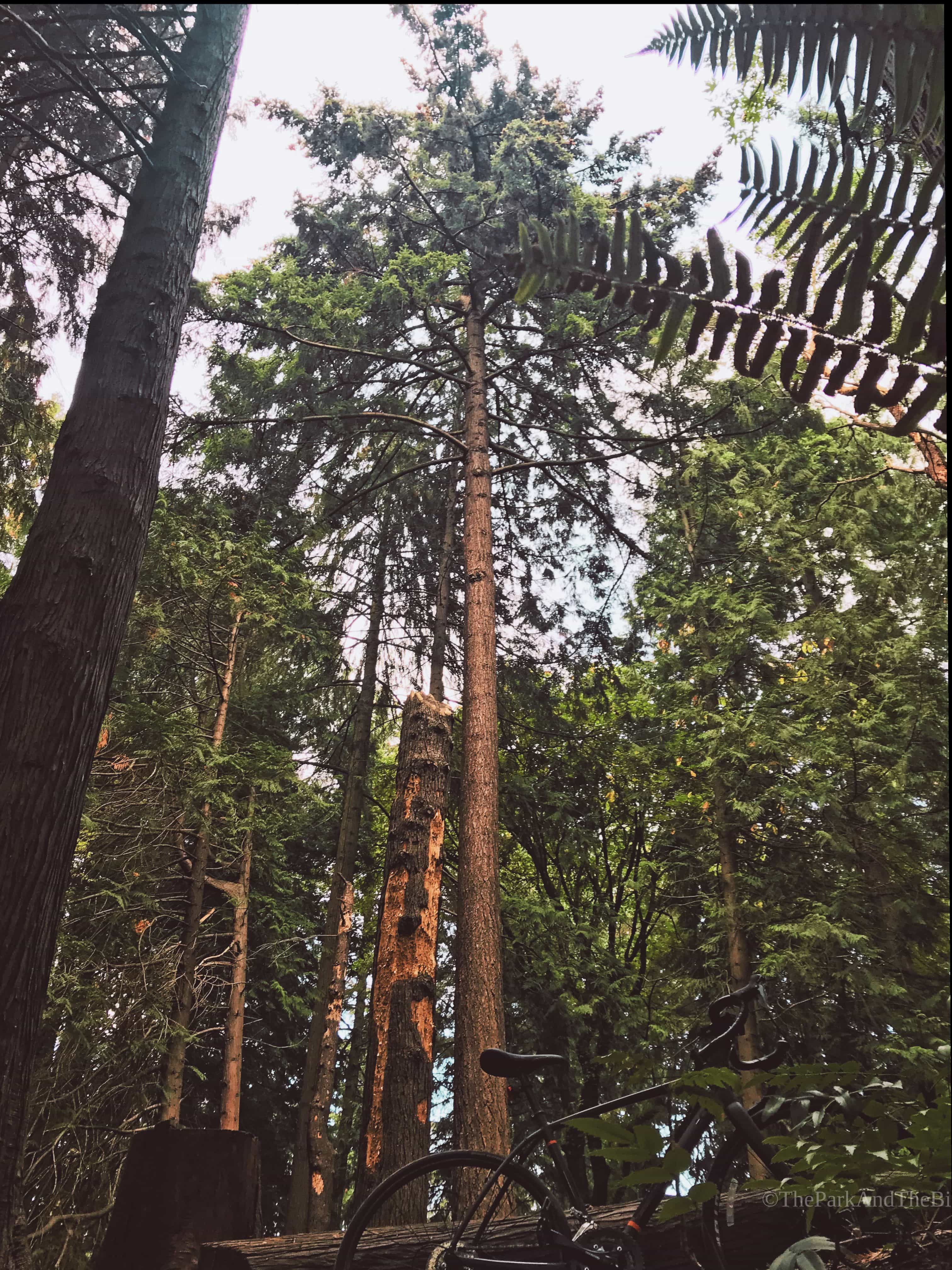 image of Washington Park Arboretum