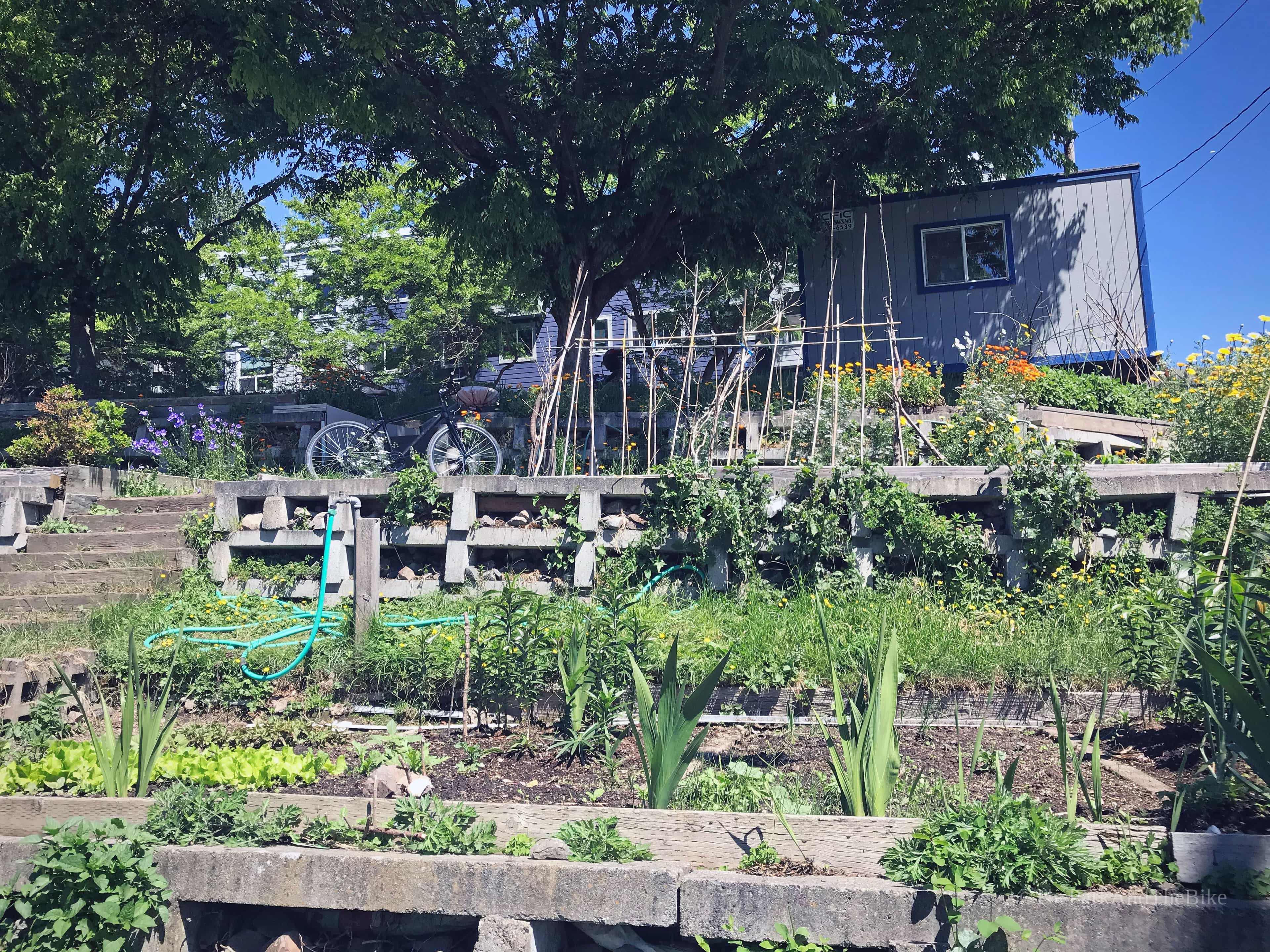 image of Hillside Garden