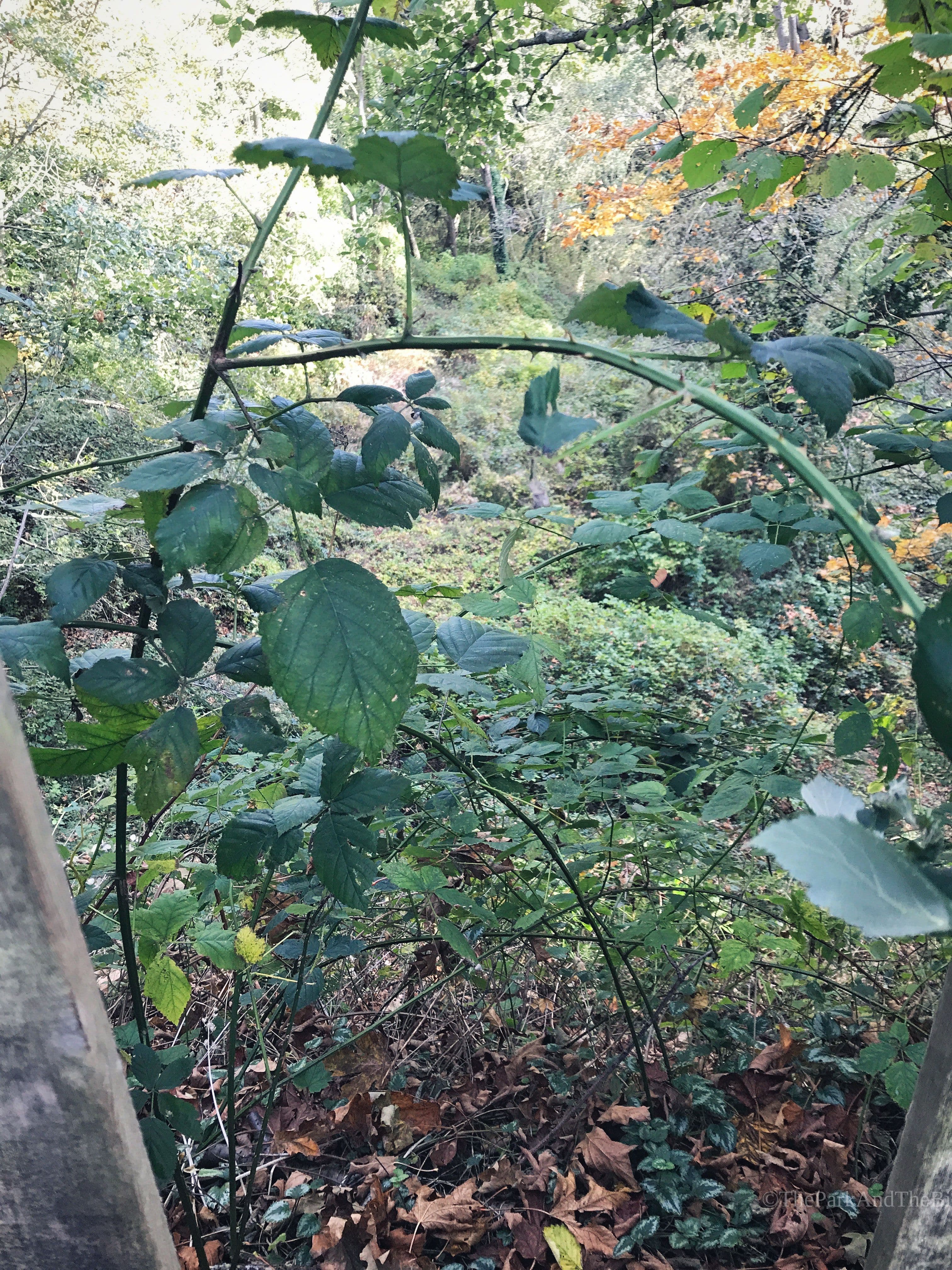 Pipers Creek Natural Area